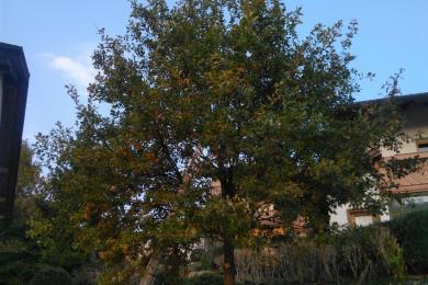 Zuschnitt einer Eiche