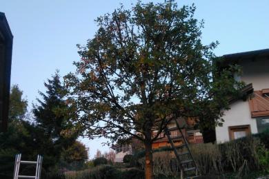 Zuschnitt einer Eiche