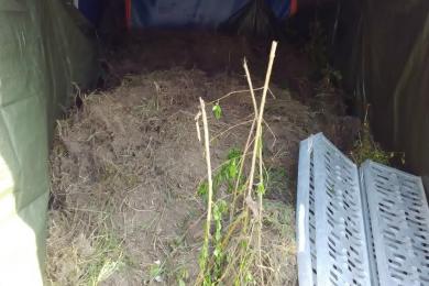 Transport von Grüngut