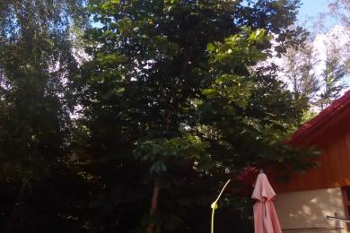 Gartenkultivierung und Baumzuschnitt in Spiegelau