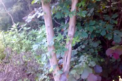 Gartenkultivierung und Baumzuschnitt in Spiegelau