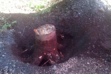 Gartenkultivierung und Baumzuschnitt in Spiegelau