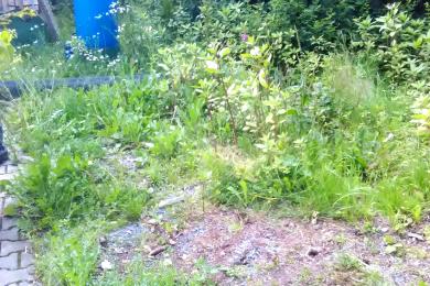 Gartenkultivierung und Baumzuschnitt in Spiegelau