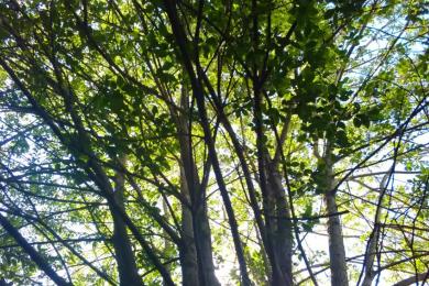 Gartenkultivierung und Baumzuschnitt in Spiegelau