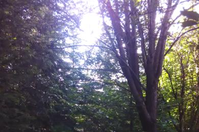 Gartenkultivierung und Baumzuschnitt in Spiegelau