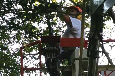 Gartenkultivierung und Baumzuschnitt in Spiegelau