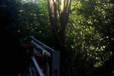 Gartenkultivierung und Baumzuschnitt in Spiegelau