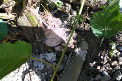 Grünpflege Photovoltaikpark Töging