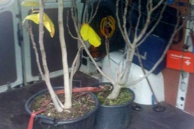 Transport von Pflanzen